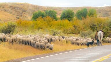 USA, Idaho, Montpelier sheep herding just off of Hwy 89