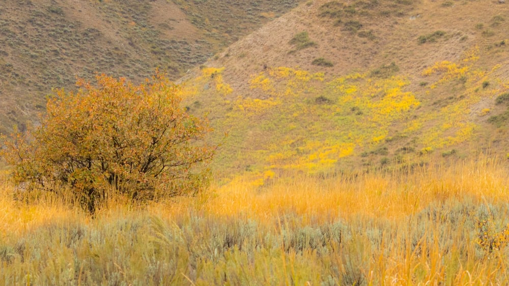 A solitary tree in a field with yellow grass and a hilly background.