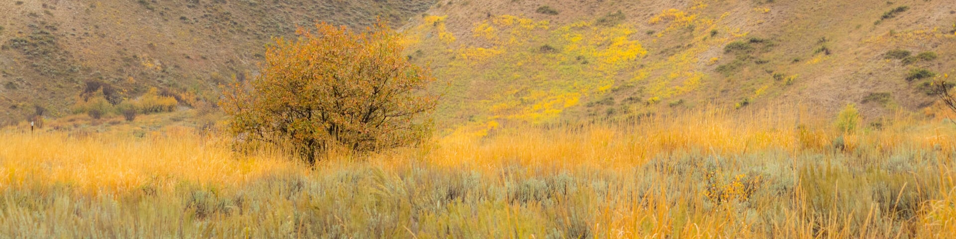 A solitary tree in a field with yellow grass and a hilly background.