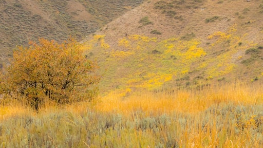Idaho, Highway 89, Montpelier, Lone tree golden autumn colors