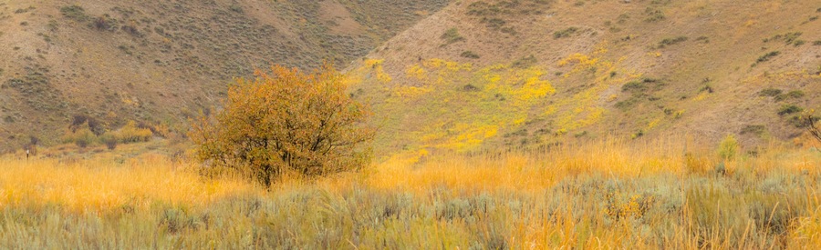 Idaho, Highway 89, Montpelier, Lone tree golden autumn colors