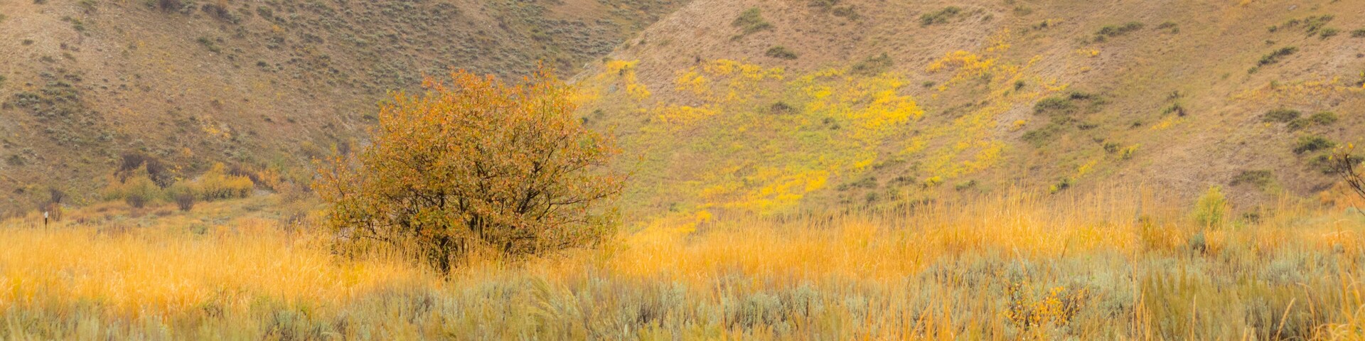 Idaho, Highway 89, Montpelier, Lone tree golden autumn colors