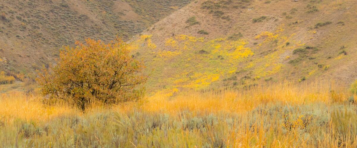 A solitary tree in a field with yellow grass and a hilly background.