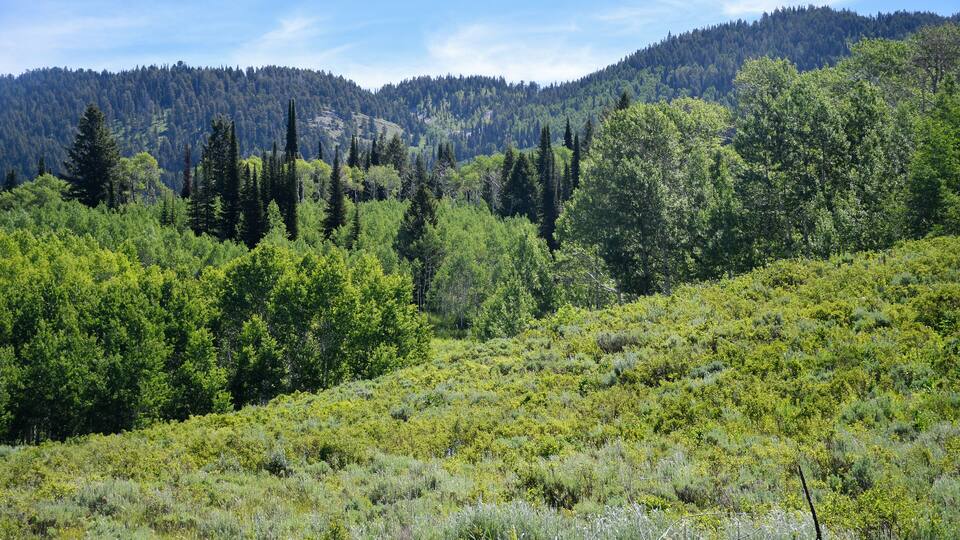 Forestry in Hwy 36 scenic driveway to Montpelier, Idaho
