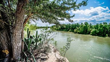 A riverbank with a large tree and dense greenery.
