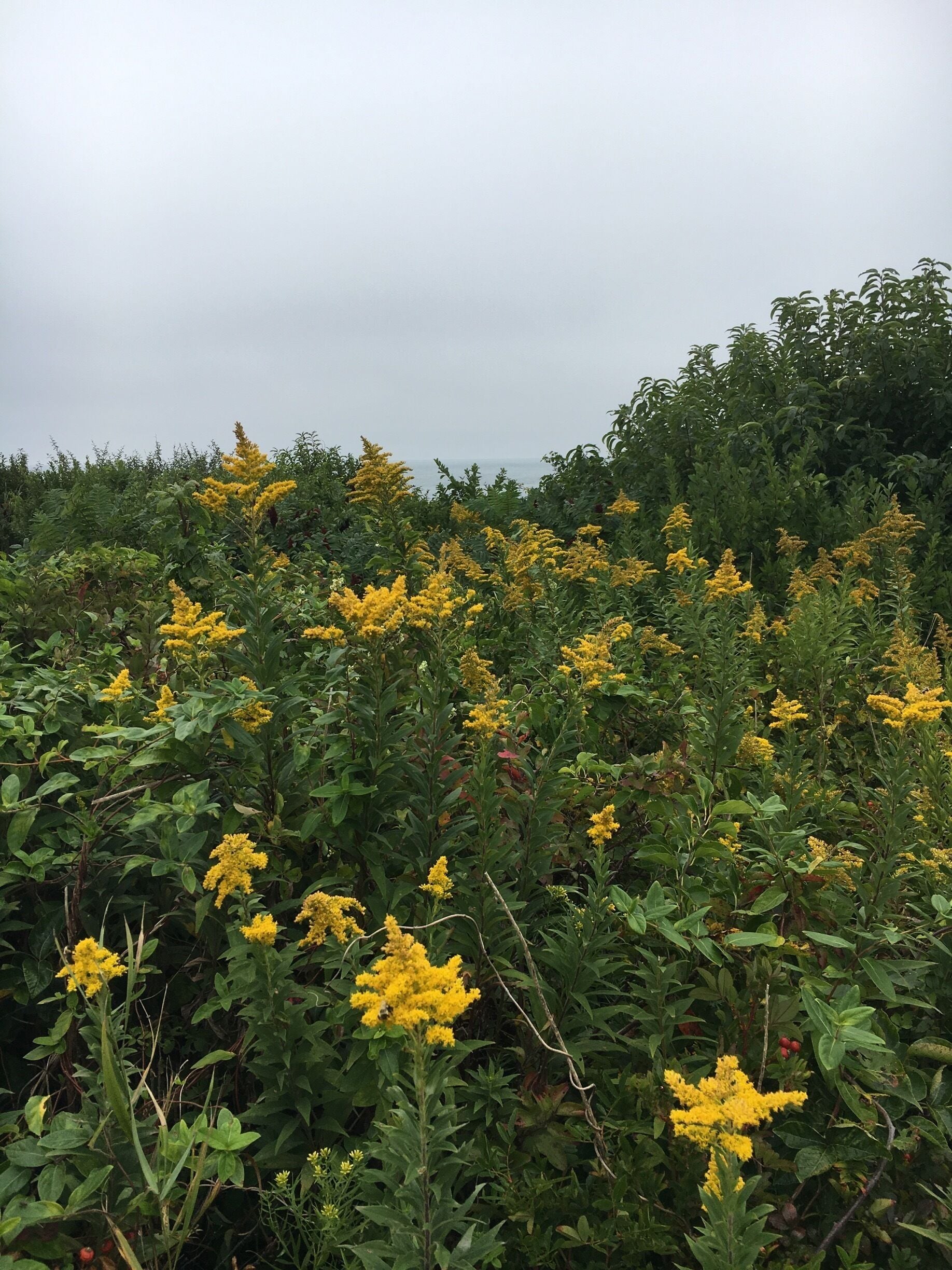 Besides the attractive beach all wild plants around there are fascinating as well. As I walked on a narrow path towards the beach passing by such beautiful flowers, I couldn't help taking pictures#sea#beach#travel