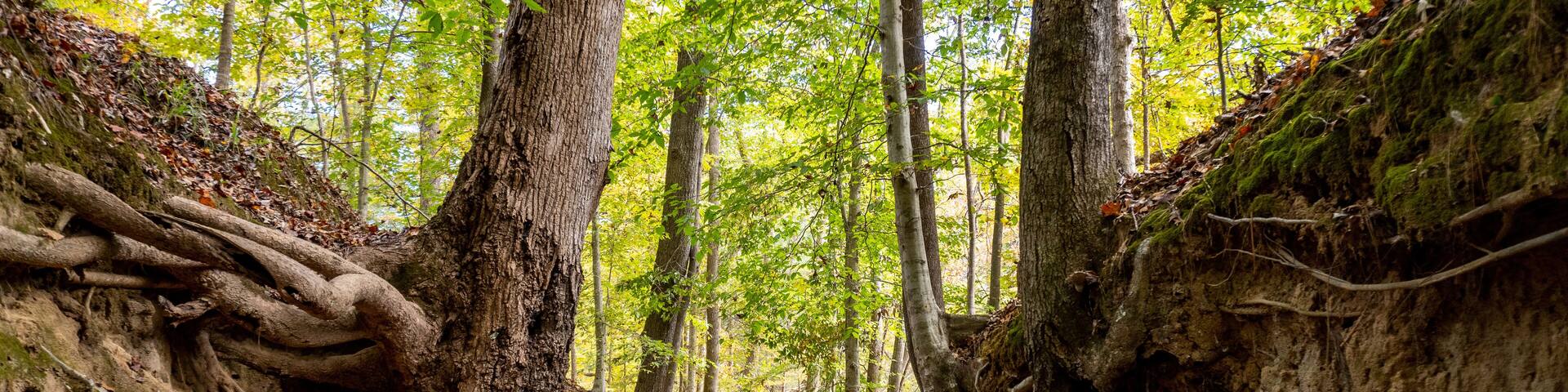 Sunken Trace on the Natchez Trace parkway. Trail was created and used by Native Americans for centuries, and was later used by early European and American explorers, traders, and emigrants.