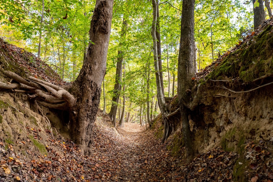Sunken Trace on the Natchez Trace parkway. Trail was created and used by Native Americans for centuries, and was later used by early European and American explorers, traders, and emigrants.