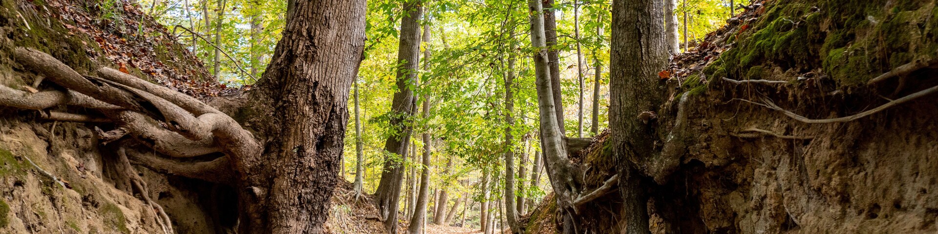 Sunken Trace on the Natchez Trace parkway. Trail was created and used by Native Americans for centuries, and was later used by early European and American explorers, traders, and emigrants.