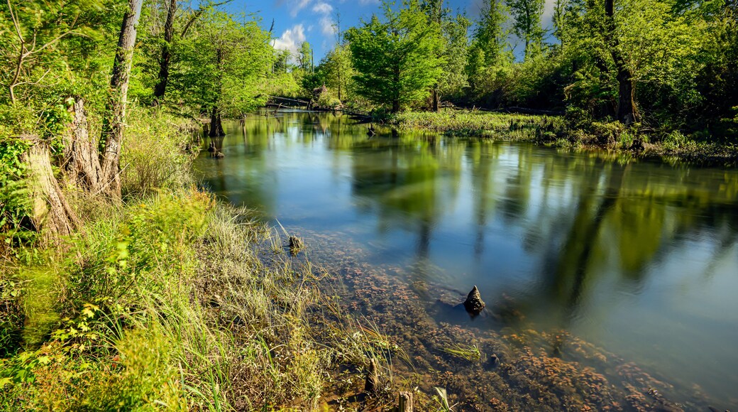 "Nature's Symphony: Blue Hole Springs at Florida Caverns State Park, where still waters reflect the lush green foliage under a canvas of clouds and a vast blue sky."