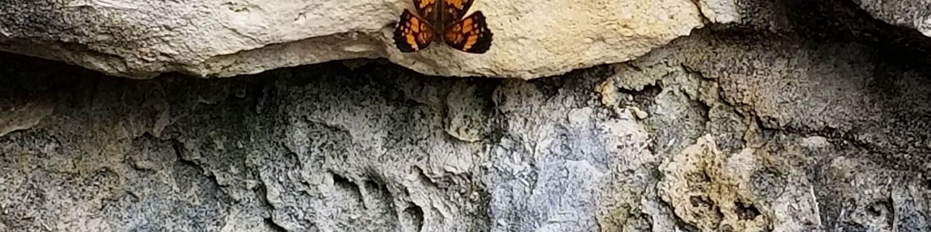 Another butterfly.