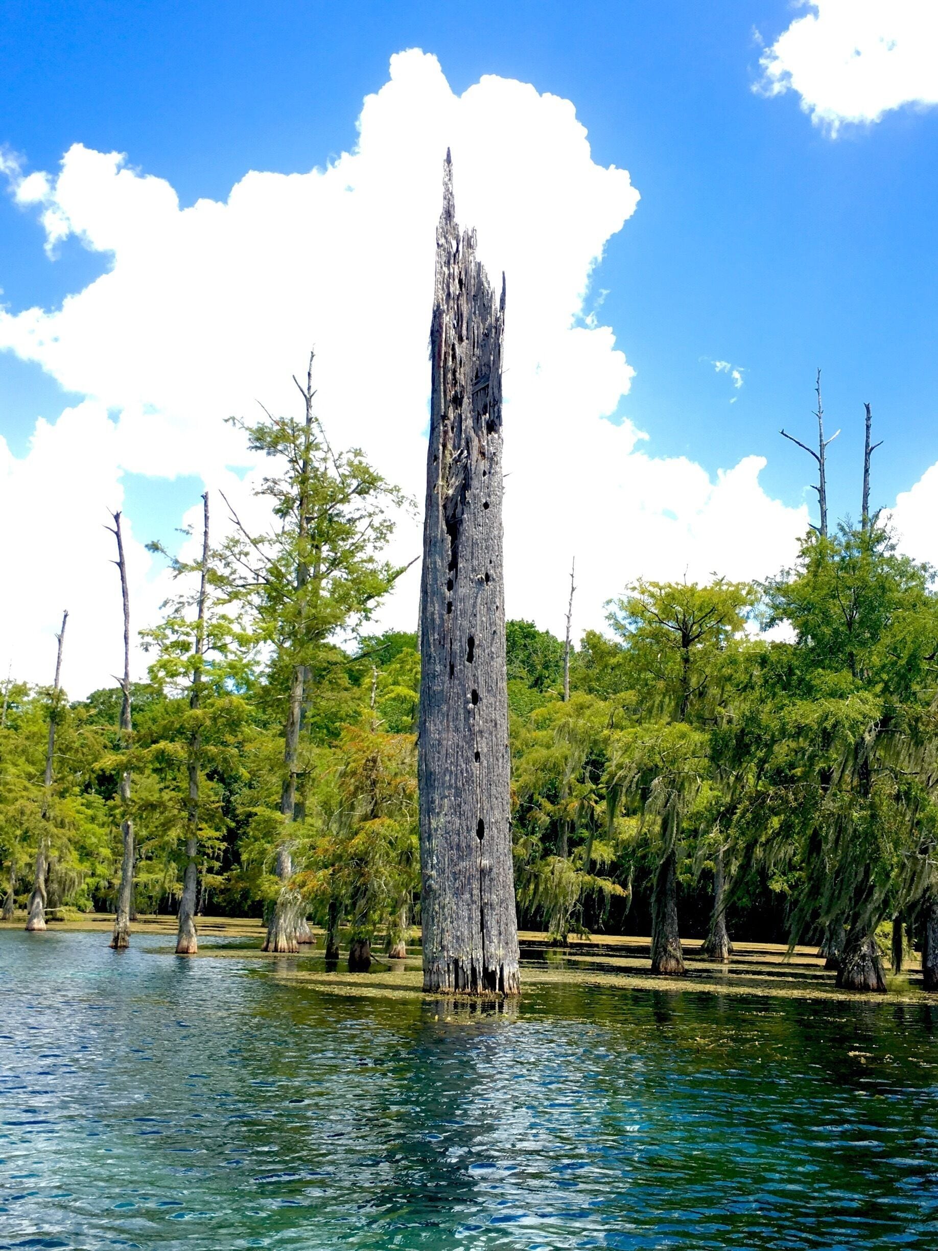 Canoeing at Blue Springs from n Marianna, Florida. Crystal clear water on a bright sunny day in North Florida. We came across this old rotten tree in the middle of the mill pond, just down stream from the main spring boil. 