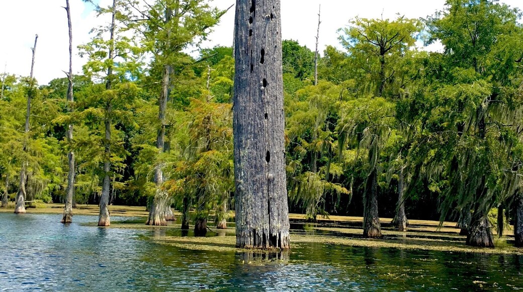 Canoeing at Blue Springs from n Marianna, Florida. Crystal clear water on a bright sunny day in North Florida. We came across this old rotten tree in the middle of the mill pond, just down stream from the main spring boil.