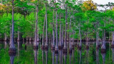 Beautiful view of serene waters reflecting green trees in George L. Smith State Park. Georgia, USA