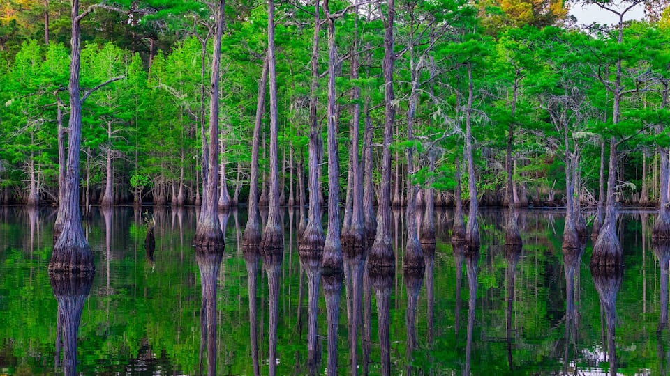 A swamp with tall trees reflected in calm water.