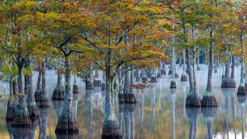 Usa, Georgia, George L. Smith State Park, Pond Cypress (Taxodium ascendens) in early morning light