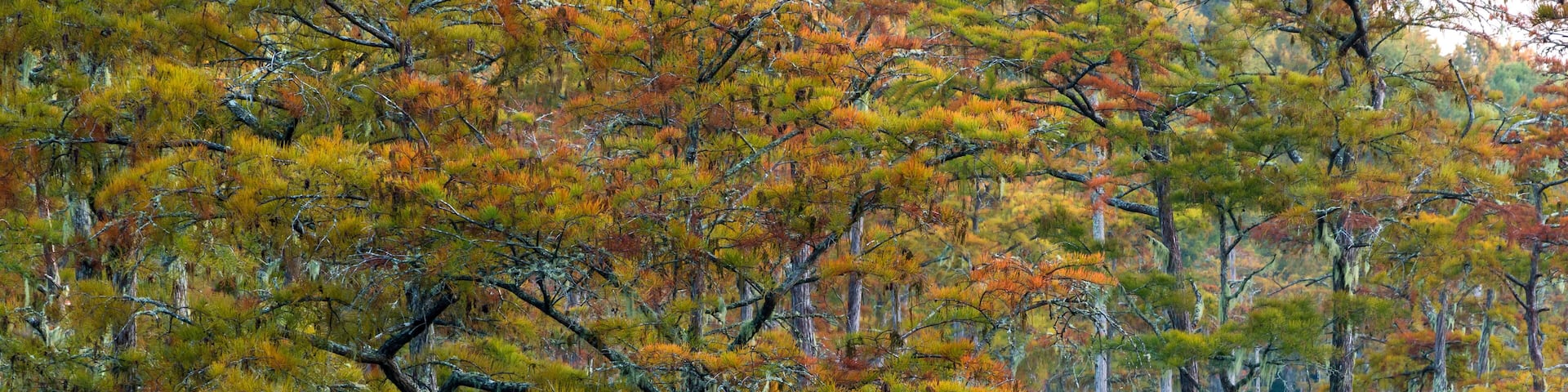 Usa, Georgia, George L. Smith State Park, Pond Cypress (Taxodium ascendens) in early morning light