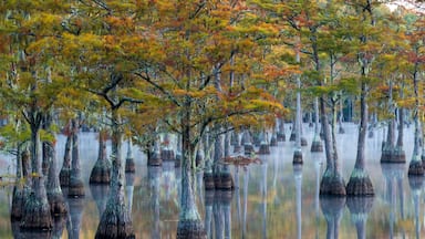 A swamp with tall trees reflected in calm water.