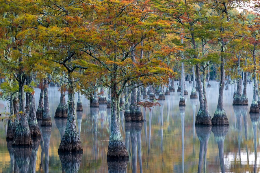 Usa, Georgia, George L. Smith State Park, Pond Cypress (Taxodium ascendens) in early morning light