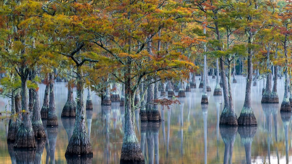 A swamp with tall trees reflected in calm water.