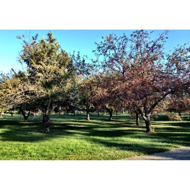 One of the world's largest collections of crab apple trees.