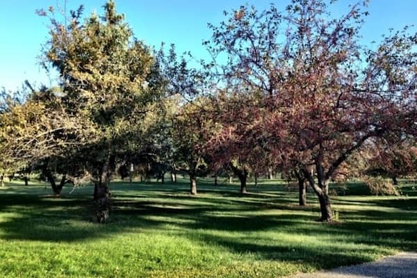 One of the world's largest collections of crab apple trees.