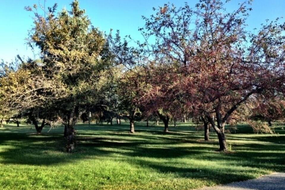 A park with trees and grass.