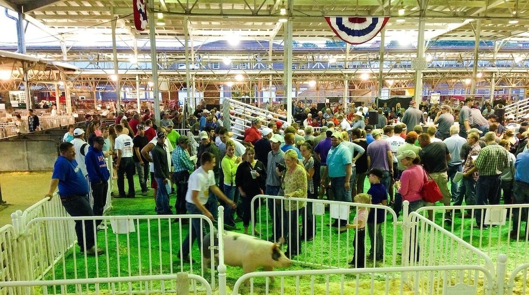 Saw a swine auction. Many of these pigs were raised by high school students.