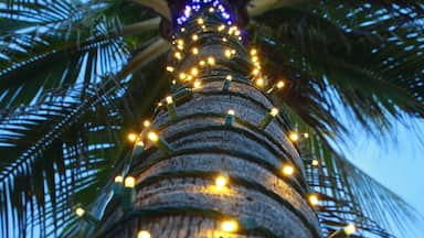 Looking Up at Palm Tree Adorned with White and Purple Holiday Lights in Deerfield Beach, Florida after Dusk