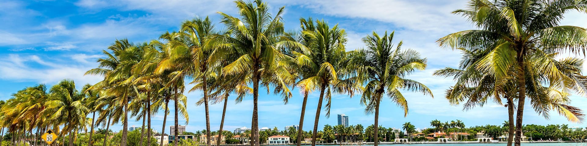 Palm trees in Miami Beach