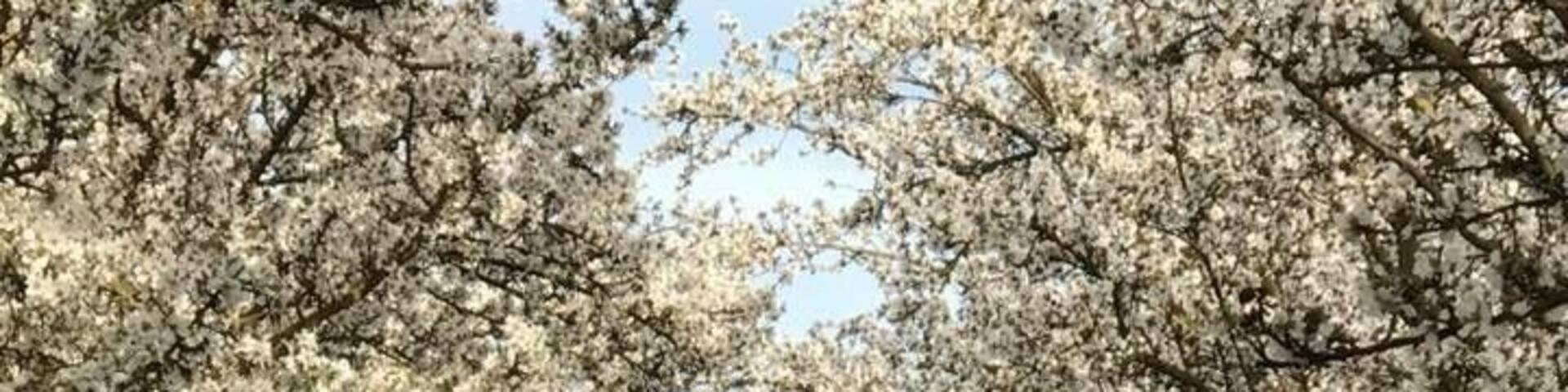Acres and acres of Almond Trees flowering in Delano Farms this time of the year is such a striking beauty .
