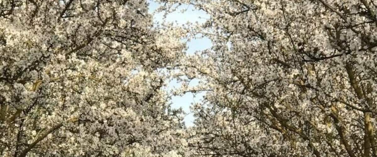 Acres and acres of Almond Trees flowering in Delano Farms this time of the year is such a striking beauty .