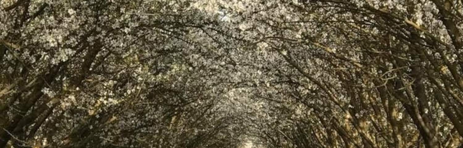 Acres and acres of Almond Trees flowering in Delano Farms this time of the year is such a striking beauty .