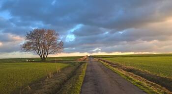 Dortmund, Felder am Flughafen