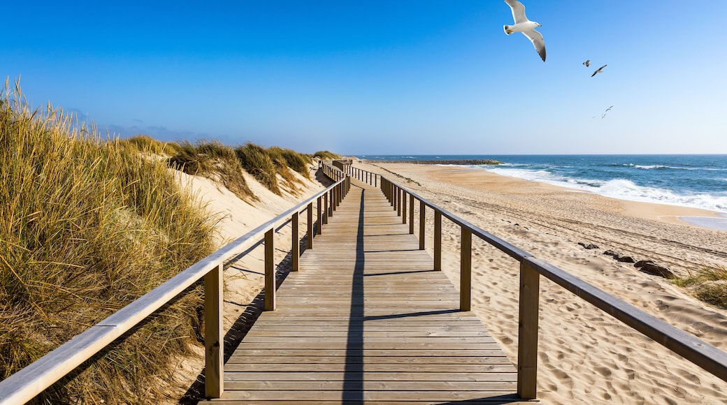 Wooden path at Costa Nova d'Aveiro, Portugal, over sand dunes with ocean view and seagulls flying over Praia da Barra. Wooden footbridge of Costa Nova beach in a sunny day. Aveiro, Portugal.