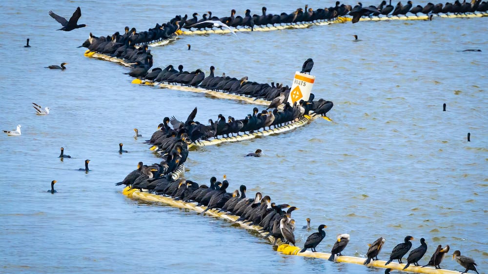 Flocks of Cormorants roosting on bouy lines at West Point Dam Overlook.