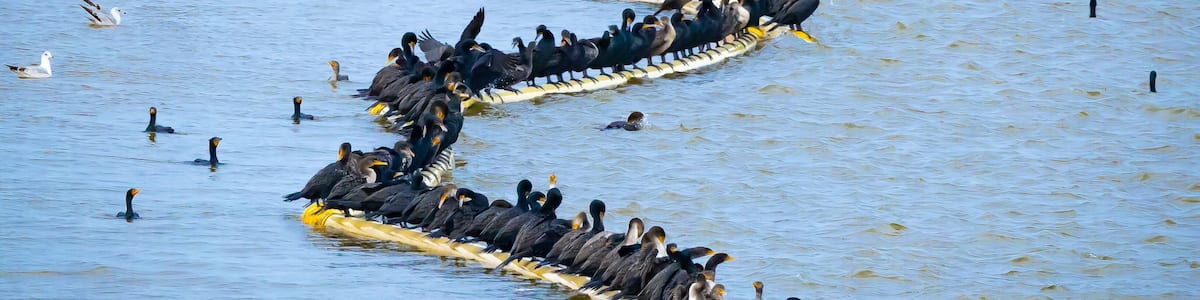 A large group of birds on floating platforms in a body of water.