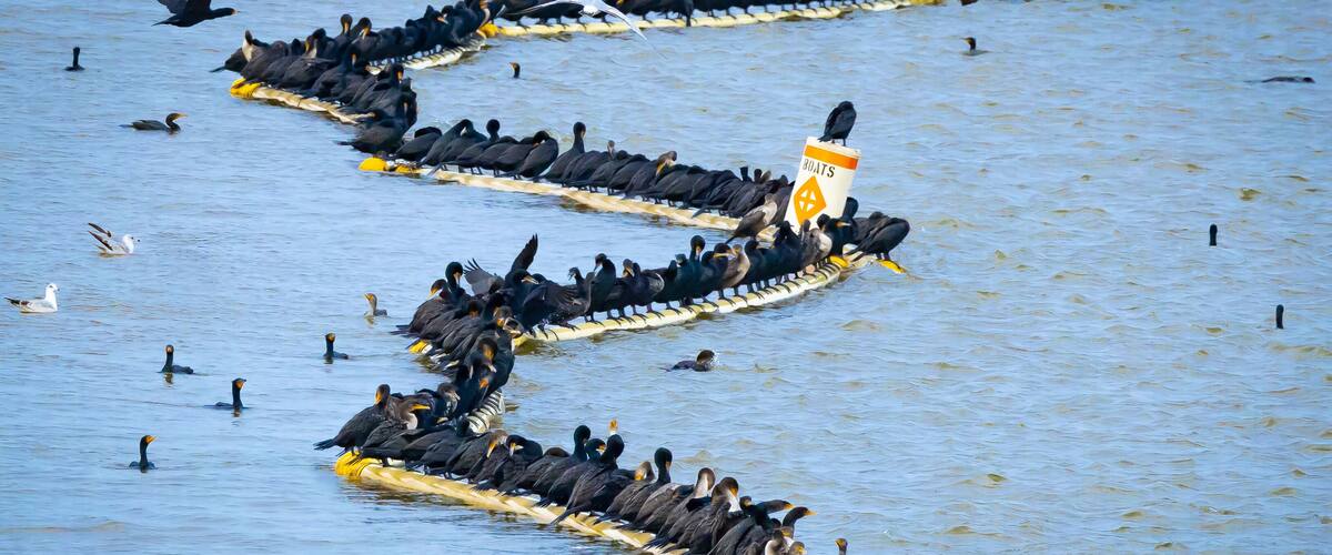 Flocks of Cormorants roosting on bouy lines at West Point Dam Overlook.