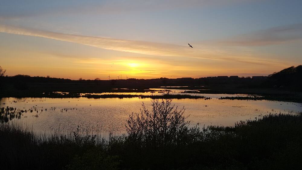 A sunset over a calm lake with silhouettes of trees and wind turbines in the background.