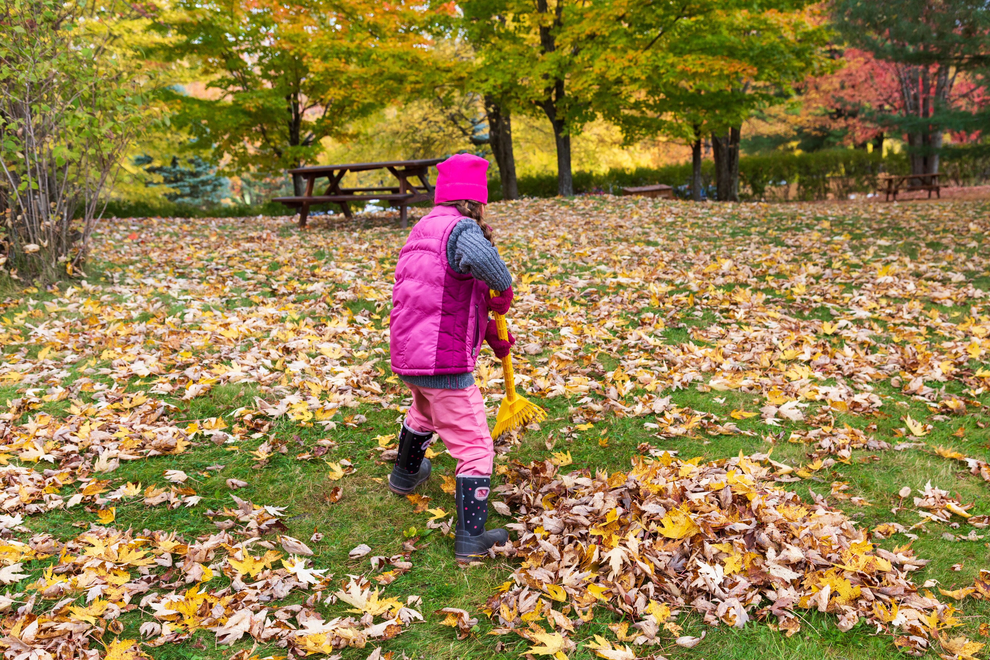 Back view of young girl in warm casual clothes raking leaves during a fall afternoon, Magog, Eastern Townships, Quebec, Canada