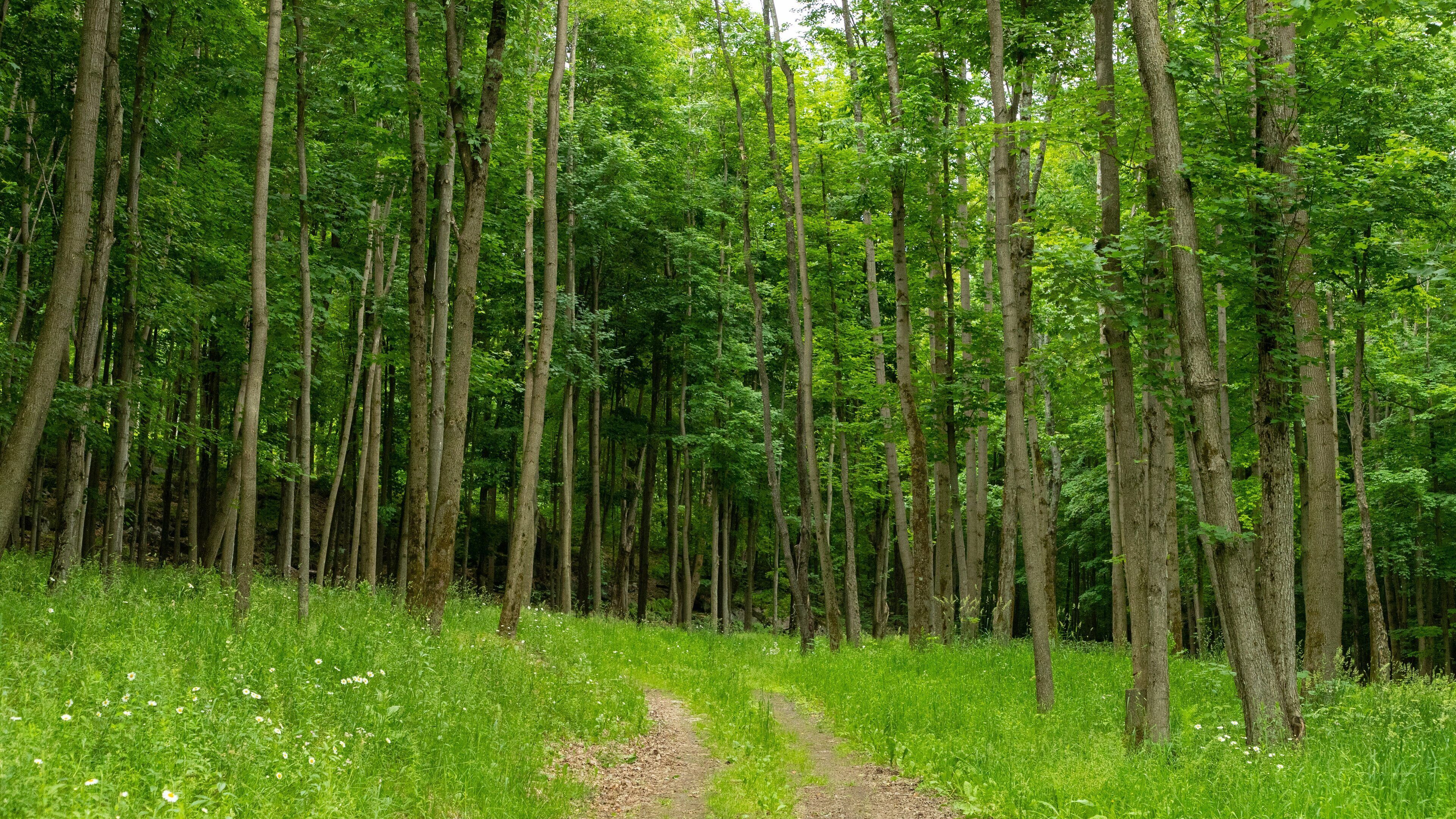 Bromont which includes forest scenes and a park