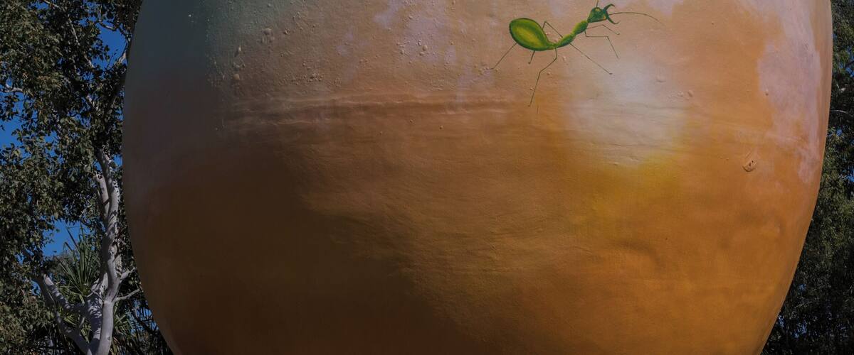 The Big Mango is located at Bowen Visitor Information Centre. This is just one big thing among other big things in Australia.
For instance there is the Big Prawn, the Big Pineapple, the Big Banana, the Big Captain Cook etc. According to Wikipedia there are more 150 big things here. All every cheesy.