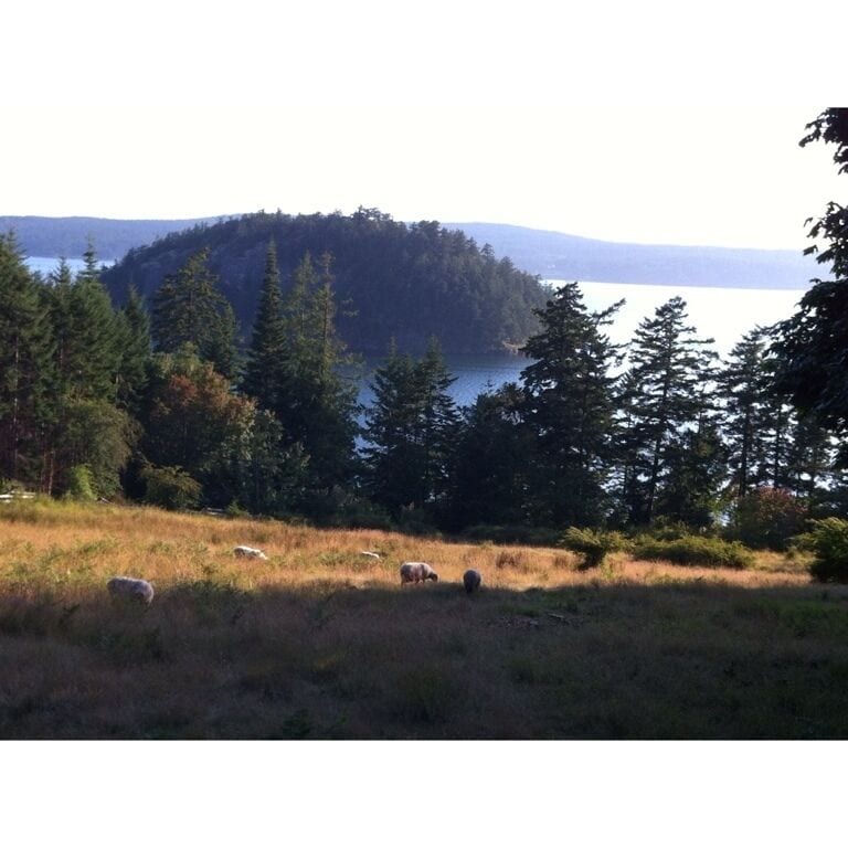 Grazing Decatur NW sheep