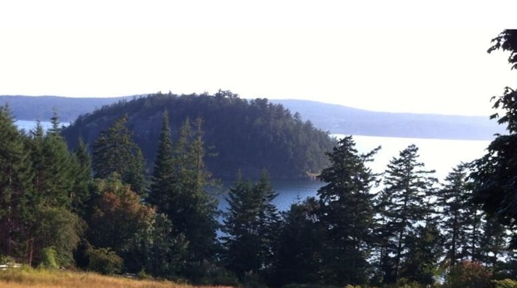 Grazing Decatur NW sheep