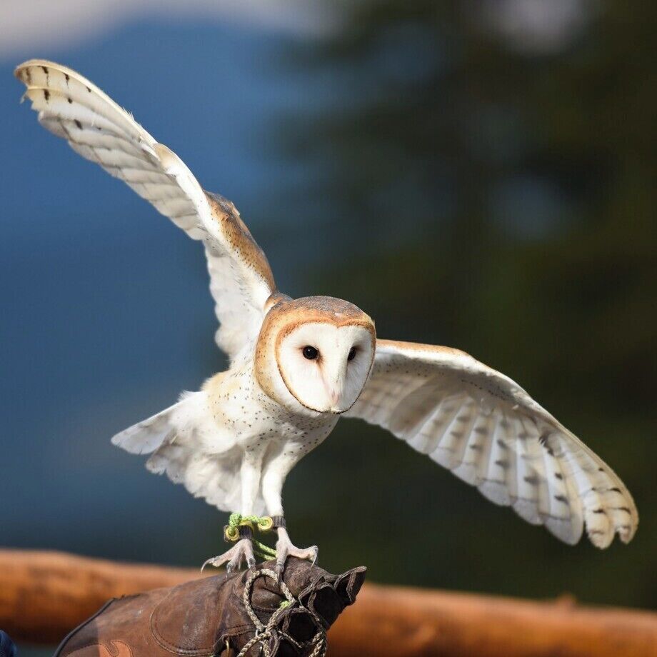 Take the Centennial Express chairlift up to Spruce Saddle Lodge high above Beaver Creek Village.
An iconic venue with awesome scenery any season. Built in 1982, it is one of the original resort structures, and offers spectacular views of Gore Range and Eagle River Valley.
 Our group enjoyed some close ups with various birds of prey while attending a function here. I think this is a Barn-Owl... so let's call him... Barney !