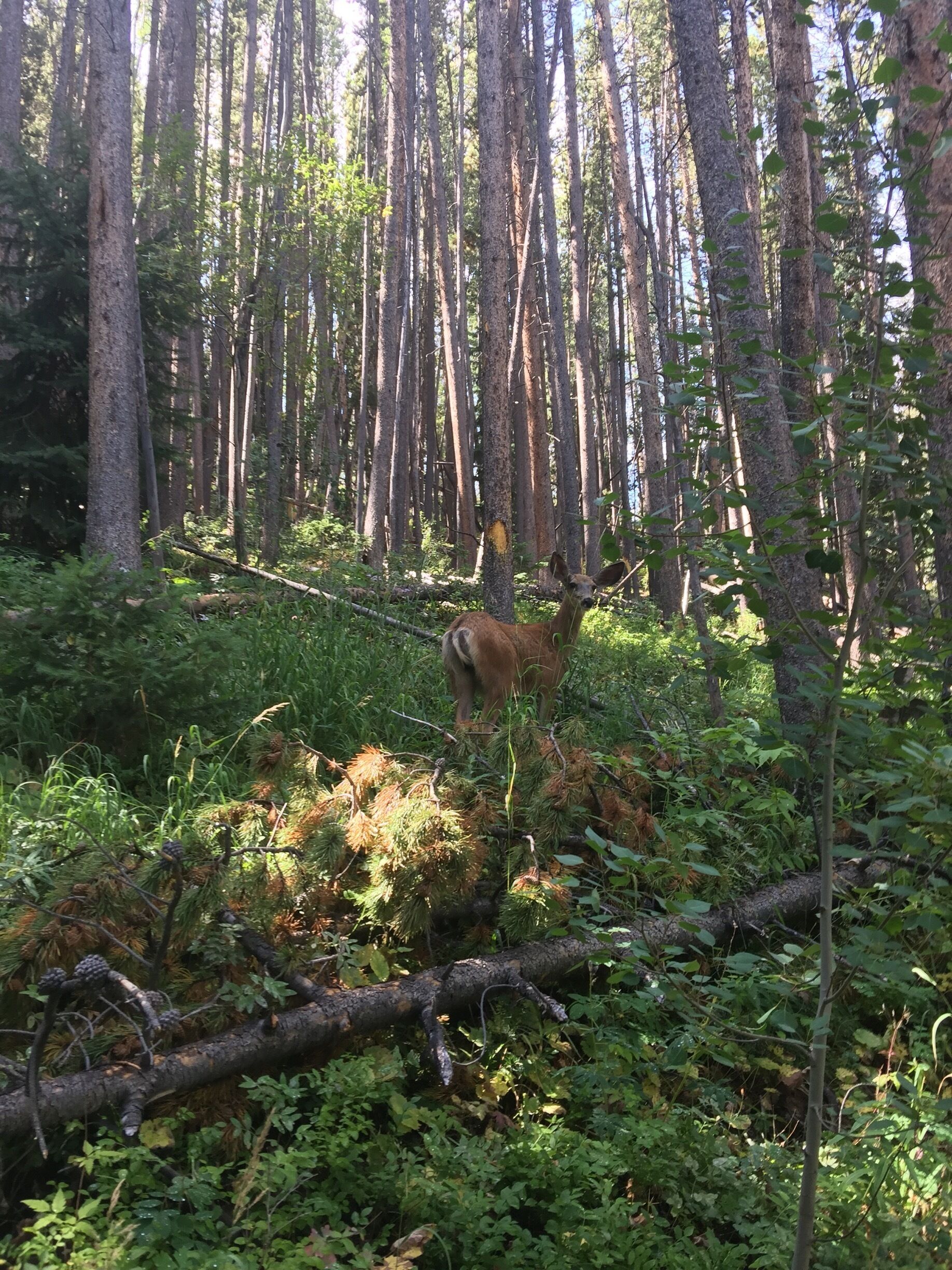 Like a deer caught in our eye sight