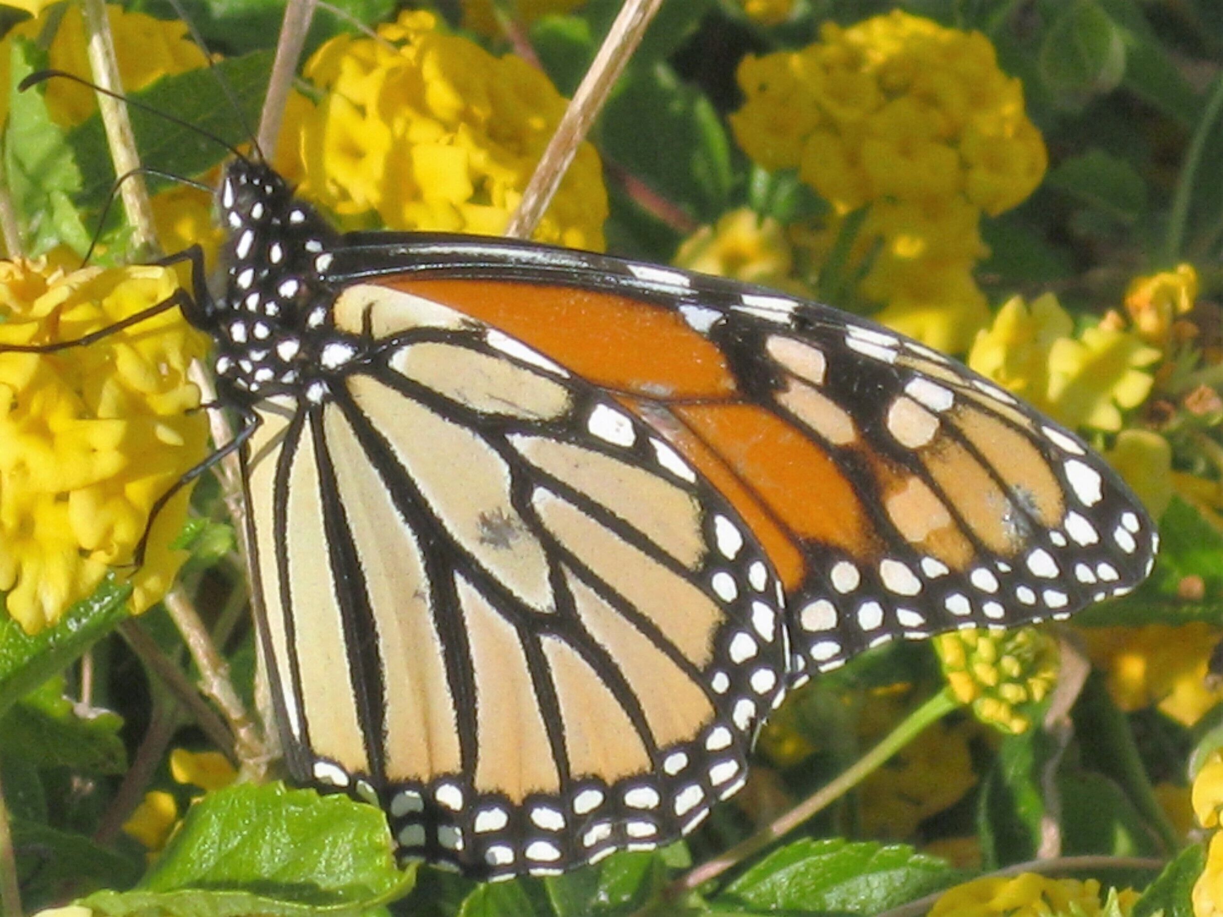 This flowery bush in front of our hotel was covered with all sorts of butterflies