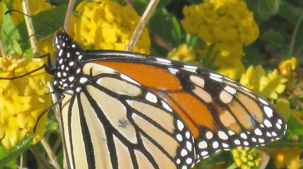 This flowery bush in front of our hotel was covered with all sorts of butterflies