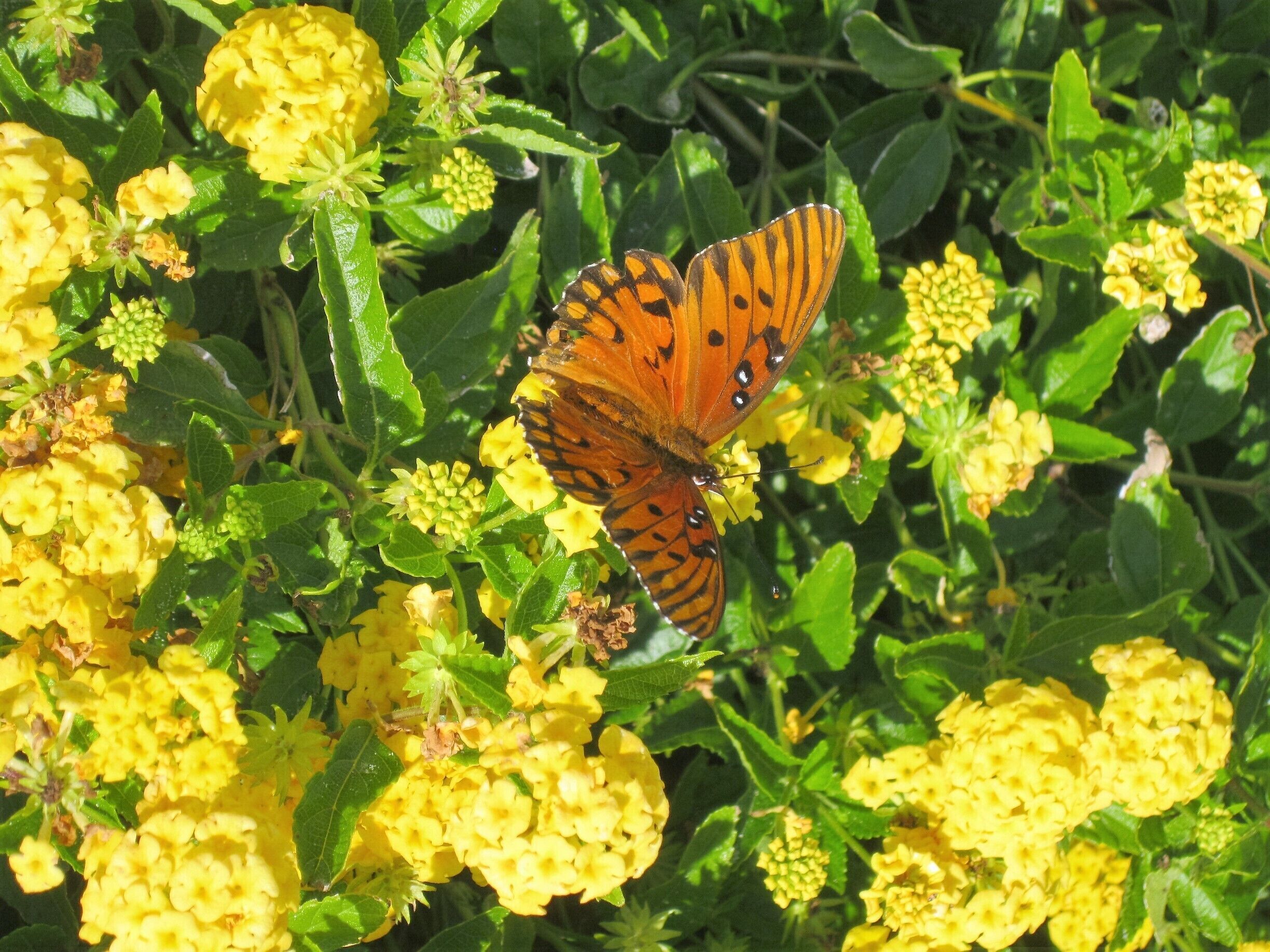 Another of the hundreds of butterflies seen in front of our hotel on this beautiful November day