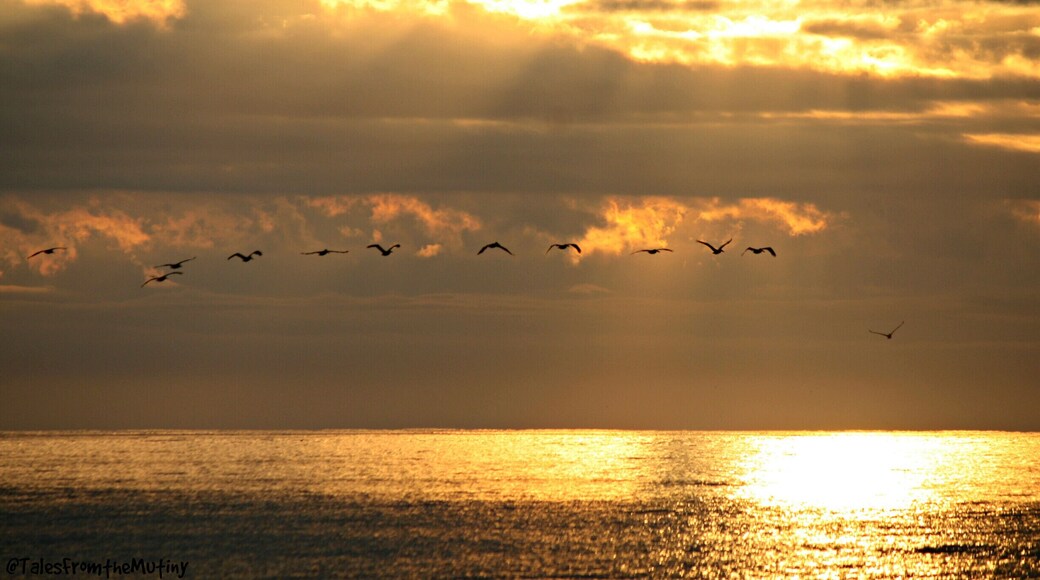 One of the quieter beaches on the coast of North Carolina...and quite a contrast to the touristy Myrtle Beach which is just south of Ocean Isle #beach ...if you like to be the only one on the beach watching the sunrise (save for a few fishermen and pelicans) this is the place to be...